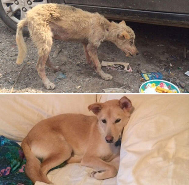 27 фото собак ″До″ и ″После″ того, как их забрали из приюта