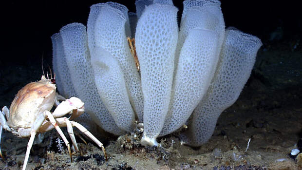 Морские губки учат сопромату | Наука и жизнь