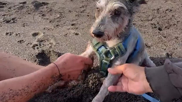 Россиянин бросился в бушующий океан на Бали и спас собаку из сильного течения