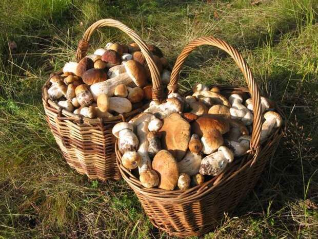Два пенсионера собрали 19 кг грибов и их оштрафовали на 120 тыс руб