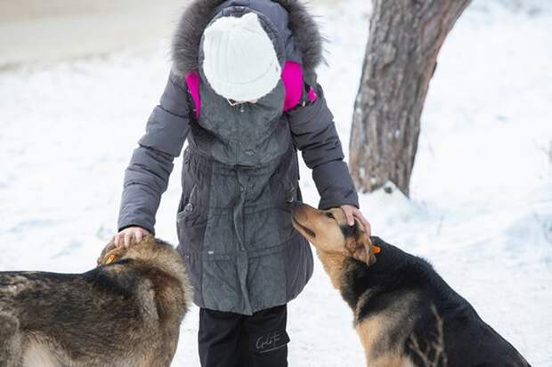 С 1 июля 2026 года туляков начнут штрафовать за собак без чипа