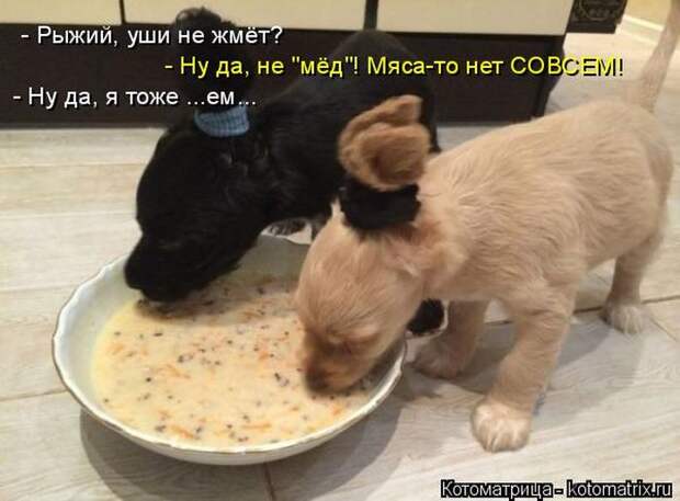 Лучшие котоматрицы недели (50 фото) Лучшие котоматрицы недели (50 фото)