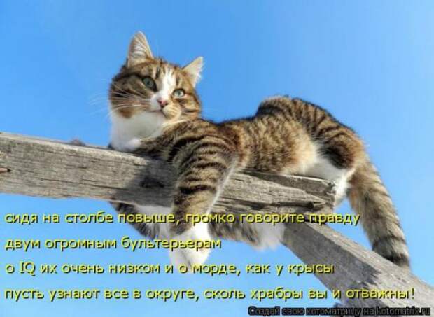 Котоматрицы (картинки с надписями)