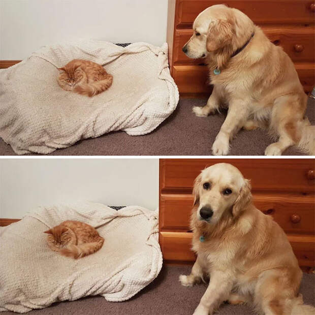 10 фото наглых котов, которые отжали место у собак
