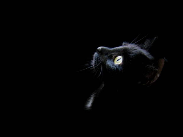 Черный котенок.