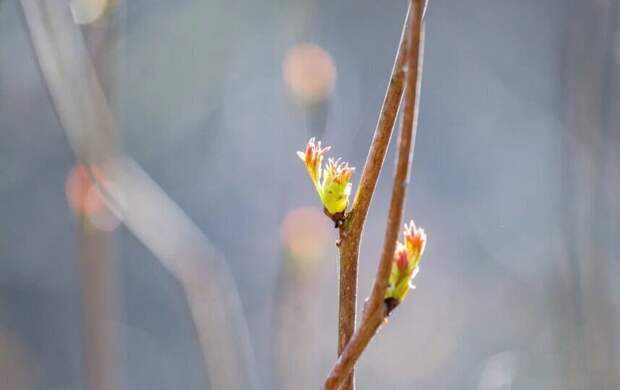 В Петербург пришло аномальное мартовское тепло