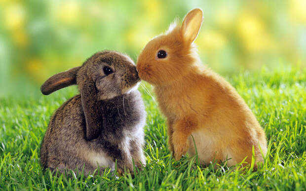 Kissing Animals