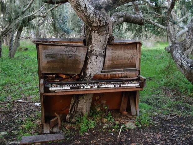 9. А это эксперимент: в лесу оставили пианино, через время в нем проросло дерево деревья-захватчики, интересно, природа, природа берет верх, фото