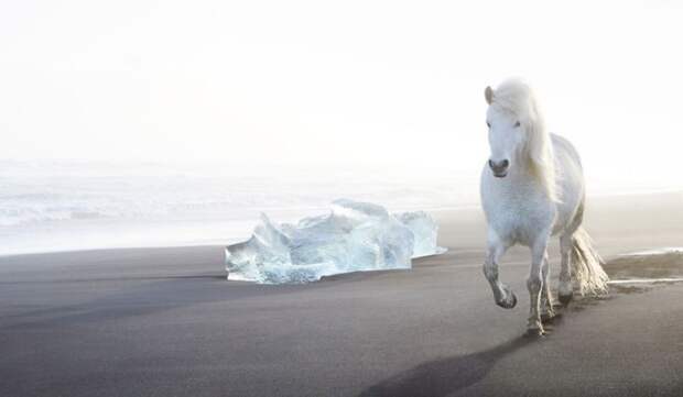Отсутствие естественных врагов на острове Исландия сделало лошадей спокойными и доверчивыми.