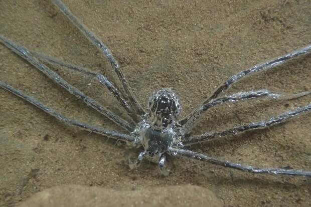Тропические пауки способны находиться под водой до 30 минут