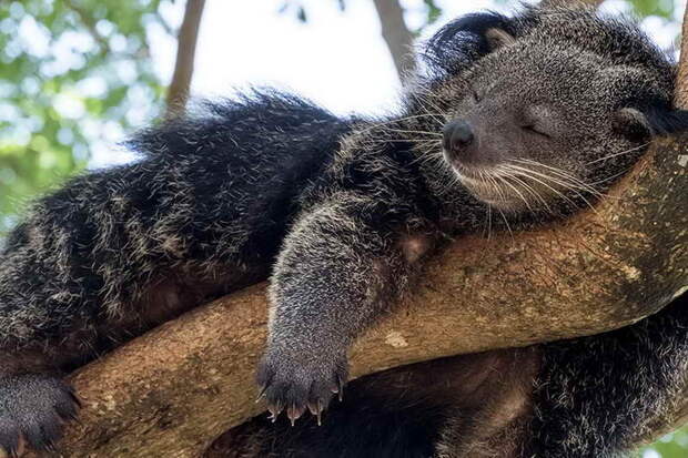 Кошачий медведь спит