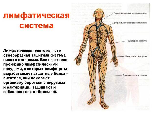 Лимфатическая система в организме