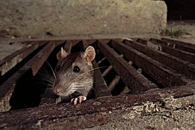Власти американского города предупредили жителей о туалетных крысах