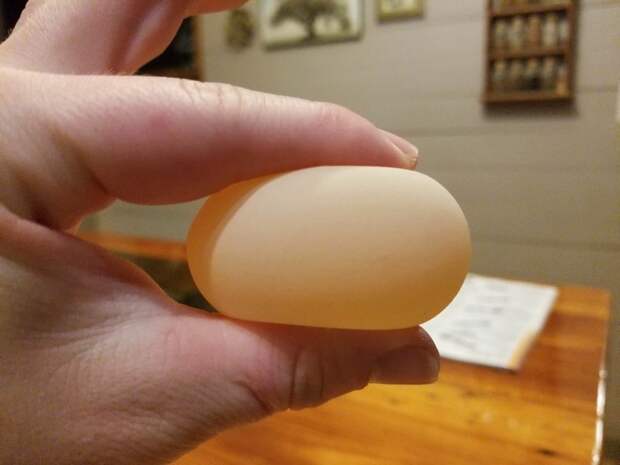 1. У этого яйца нет скорлупы, и его внутреннее содержимое не выплёскивается исключительно из-за мембраны в мире, познавательно, удивительно, фото, фотомир