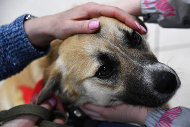 В Госдуме предложили учредить в РФ должность уполномоченного по делам животных