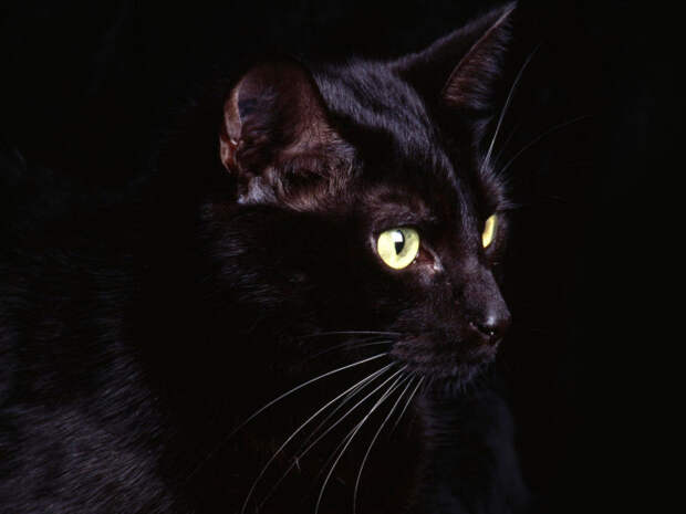 Кот.