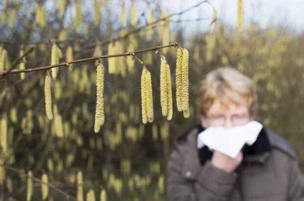 Минздрав предупреждает: сезон цветения берёзы может начаться раньше