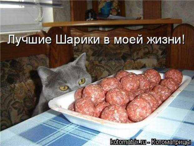Лучшие котоматрицы недели (50 фото)