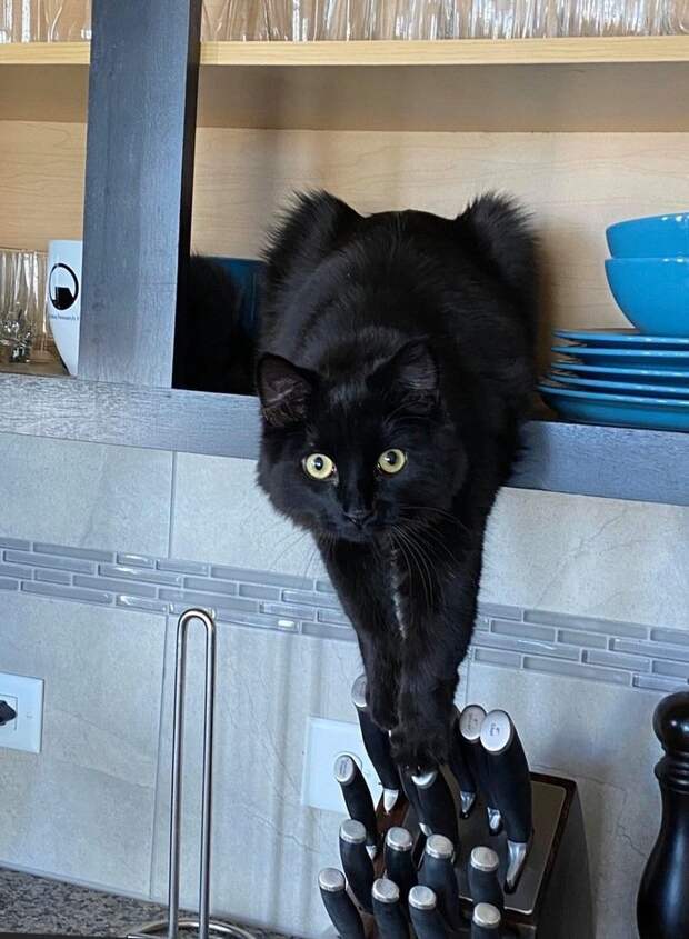 10+ смешных фотографий котов, которыми можно лечить плохое настроение