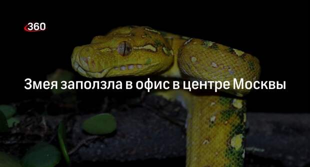 Змею поймали в ведро в офисном здании в центре Москвы