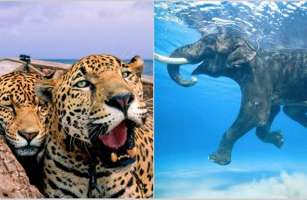 Самые сильные снимки дикой природы, которые показывают весь трагизм нашего мира