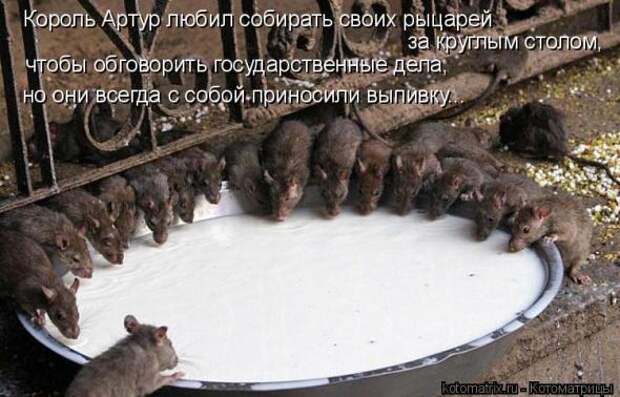 Котоматрица