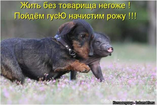 Котоматрицы (забавные картинки с надписями)