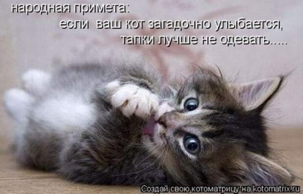 Котоматрица для ночных посетителей Поржать.ру