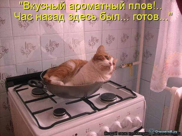 Смешные кошки в котоматрице 30