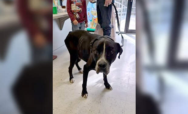 Собака пропала из дома и нашлась только через 5 лет. Люди потеряли надежду, но помог микрочип