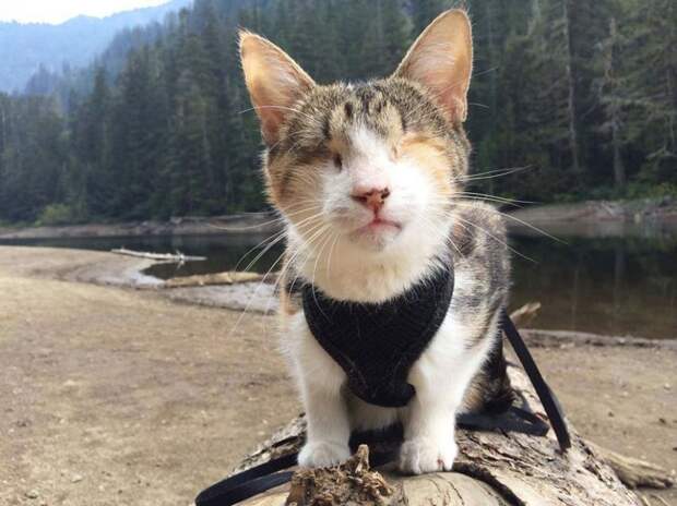 Слепая кошка, которая любит походы слепота, кошка, походы