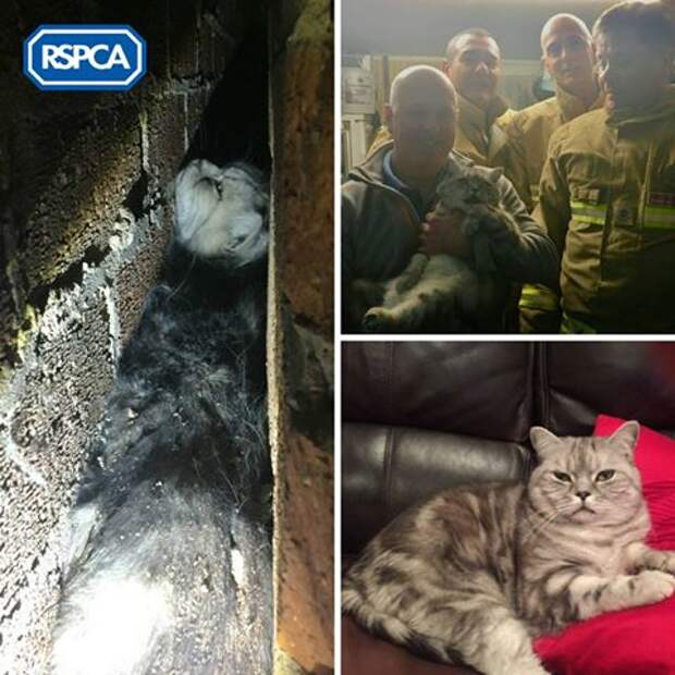 Британские пожарные спасли кота, застрявшего в узкой щели между стенами