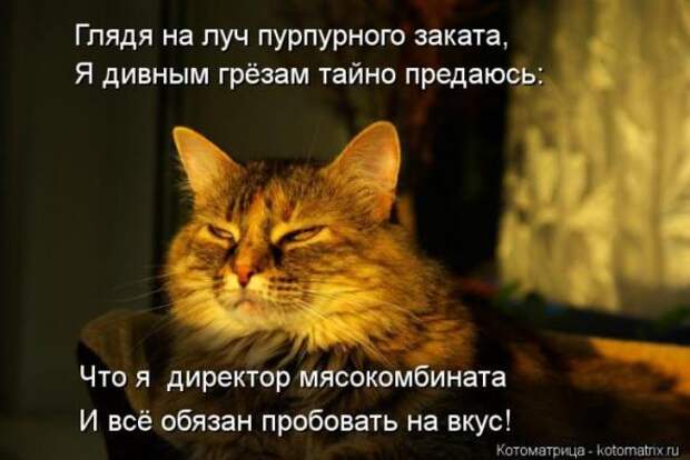 Котоматрицы(картинки с надписями)
