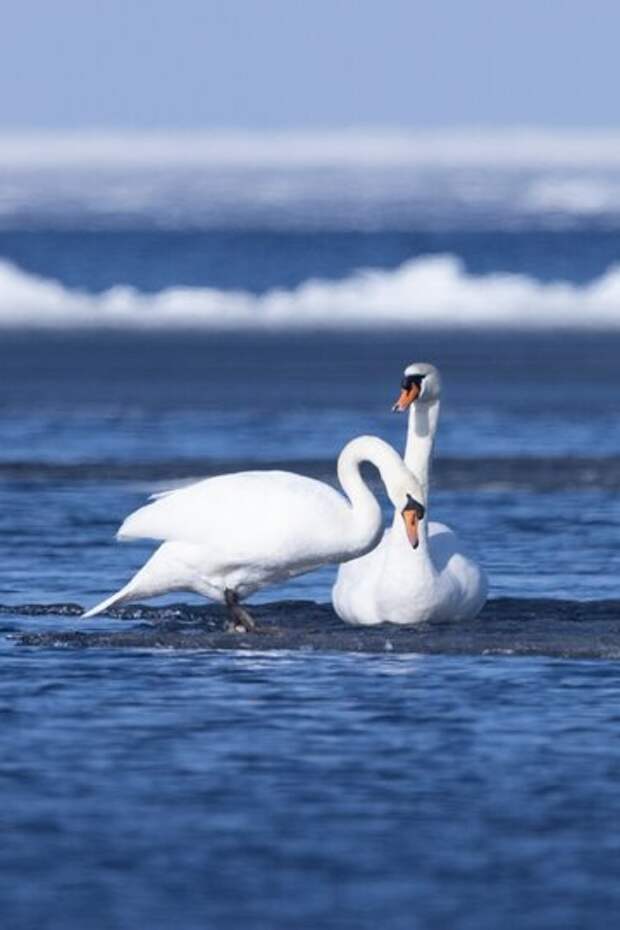 У Шепелевского маяка сфотографировали эффектную пару лебедей-шипунов