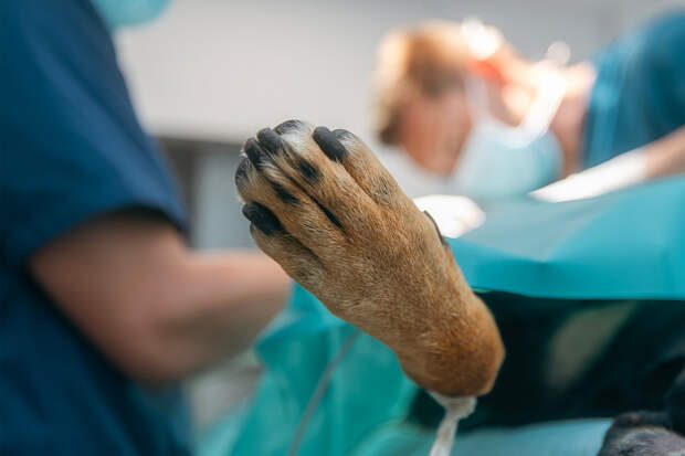 За сутки в московском ЖК смертельно отравились семь собак