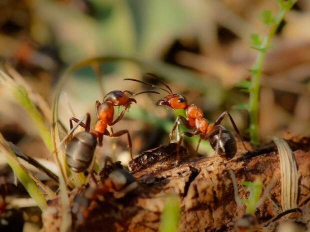 Бедные муравьи. |Фото: multiurok.ru.