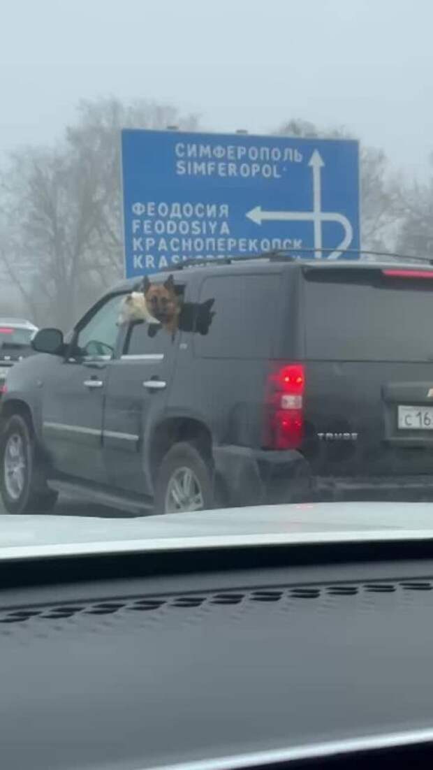 Не только люди стоят в пробке в Чистеньком