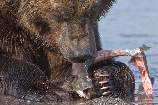 Охота на медведя на Сахалине открытие, весенняя охота на медведя 2014 на Сахалине, охота на медведя, сроки весенней охоты на медведя, лицензия на охоту на медведя на Сахалине, как охотиться на медведя, охотник медвежатник, 