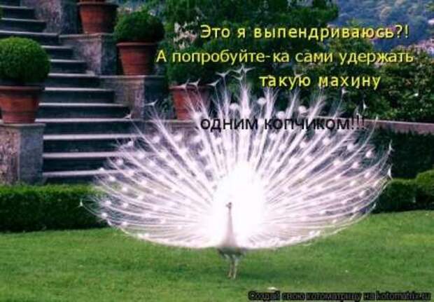 Прикольные животные, котоматрица