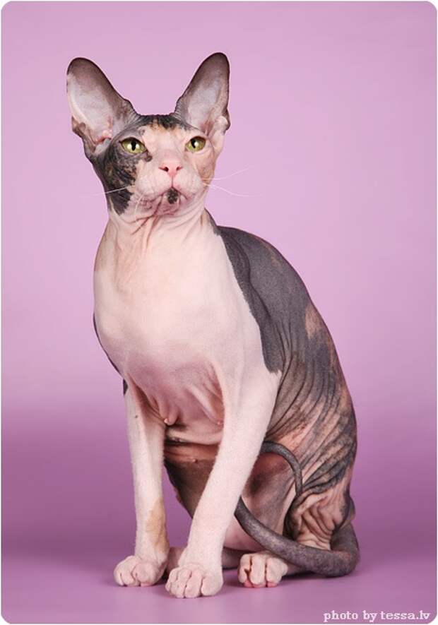 Донской сфинкс