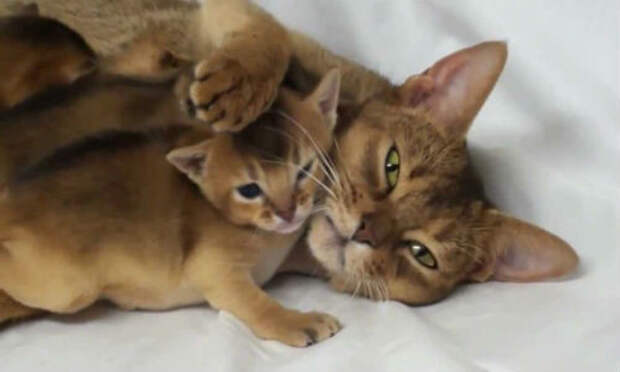 Счастливые мамаши котята, кошки, позитив, фотографии