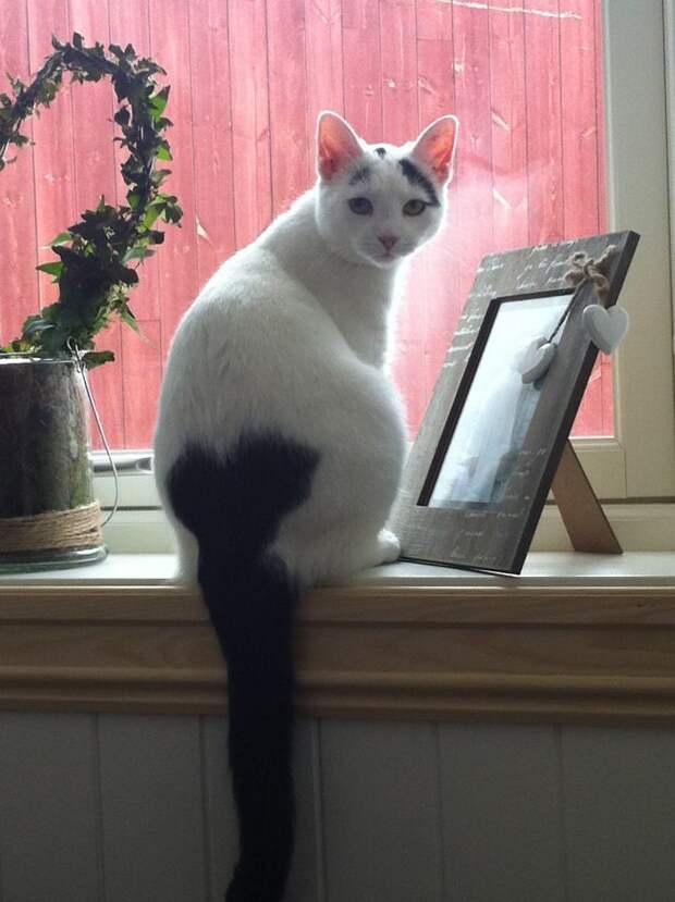 28 обаятельных животных с уникальным природным окрасом животные, окрас