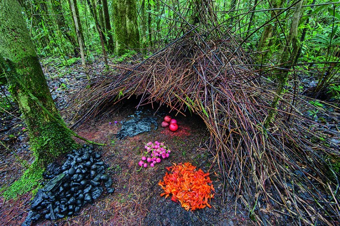 Animal-Architecture-3-685x456