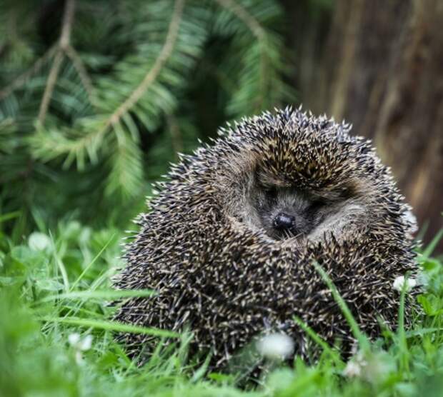 На Русанова и Тенистом заметили «ежиный патруль»