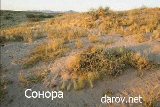Сонора дона Хуана