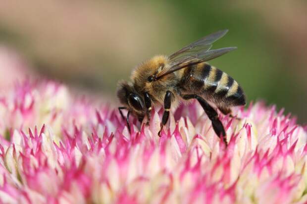 В поисках правильной пыльцы: как по-настоящему помочь пчёлам