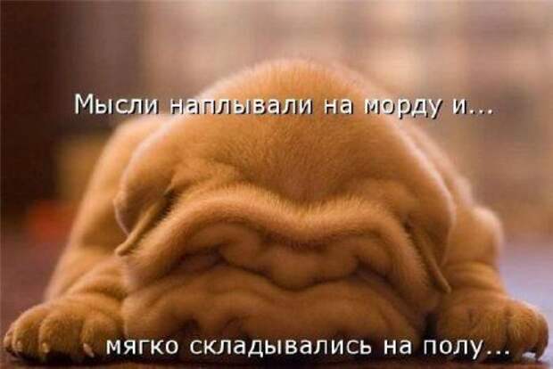 прикол, животные собаки