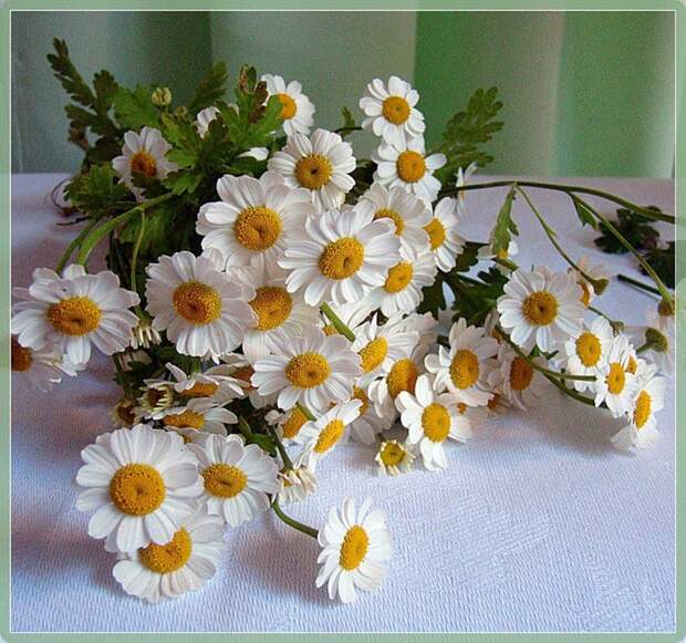 76185166_romashki (700x657, 178Kb)