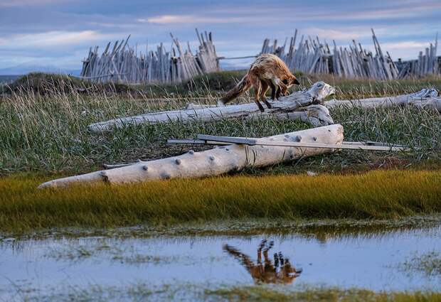 Лисица (Vulpes vulpes) охотится за тундровыми полевками и леммингами в канадской Арктике.  «Динамические экосистемы», победитель среди студентов / Sandra Angers-Blondin