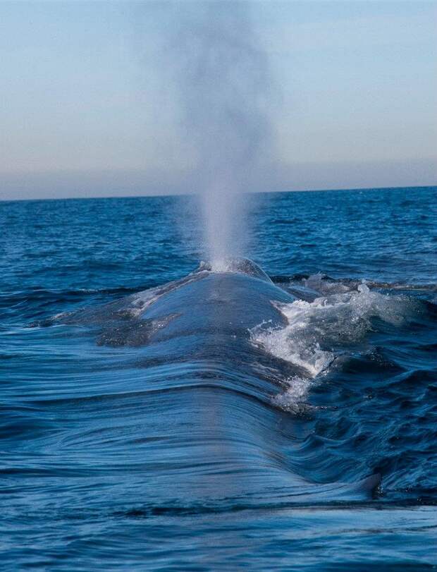 Синий кит - млекопетающее животное, описание, фото